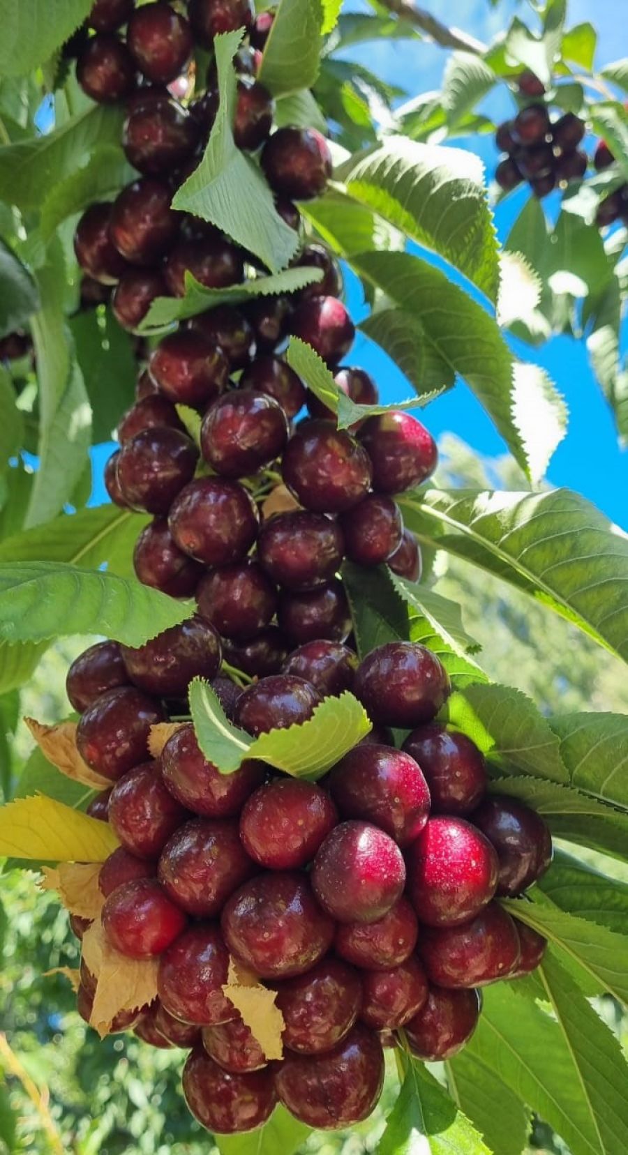 71851801f31c95b294d845aa8545dd66_XL