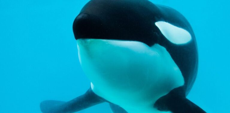 eMdcCclHh_1256x620__1