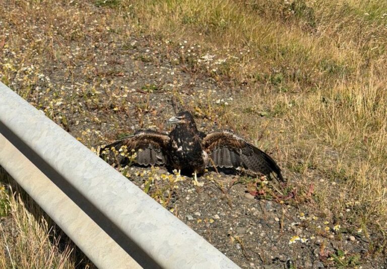 a83274427c87eb0b5b9058662cf3095d_XL