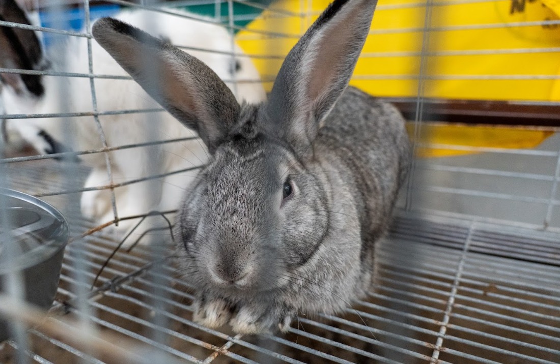 FERIA_AGRO_ESTUDIANTE_6