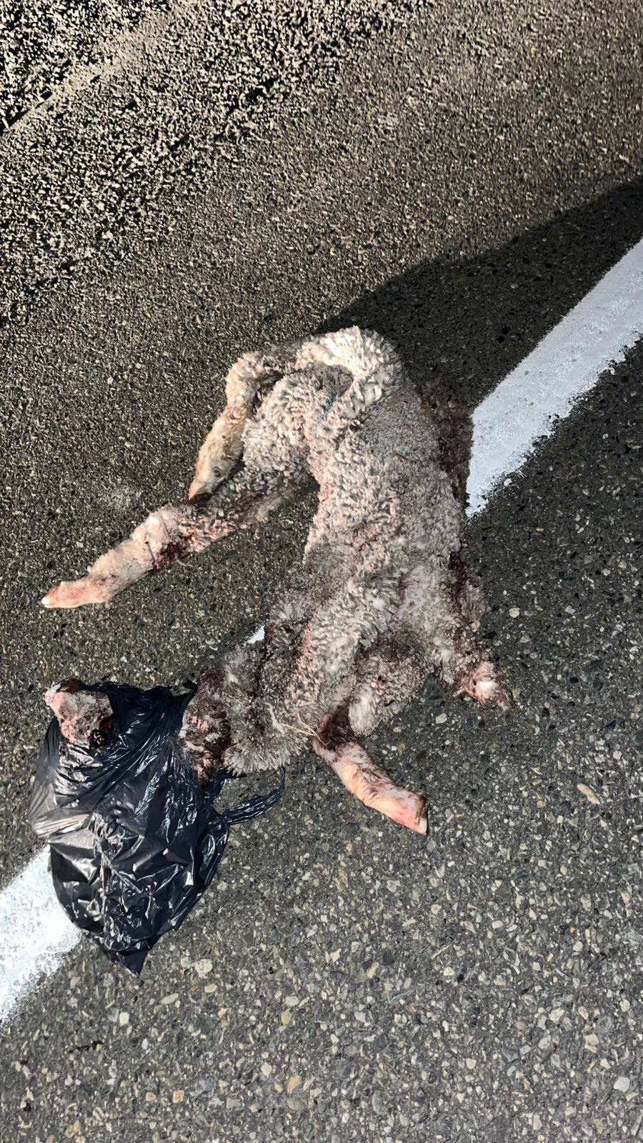 671995031_122242777478263873_6029191914761193059_n